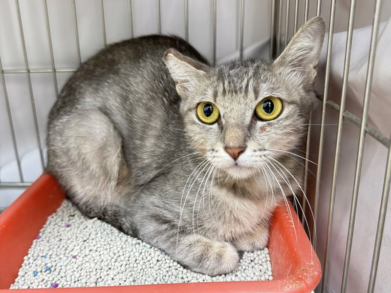 Tabby adult female mixed-breed cat, Small, shelter no. …7001
