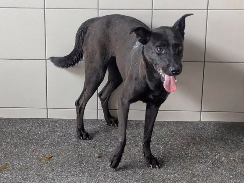 Black adult female mixed-breed dog, Large, shelter no. …1512