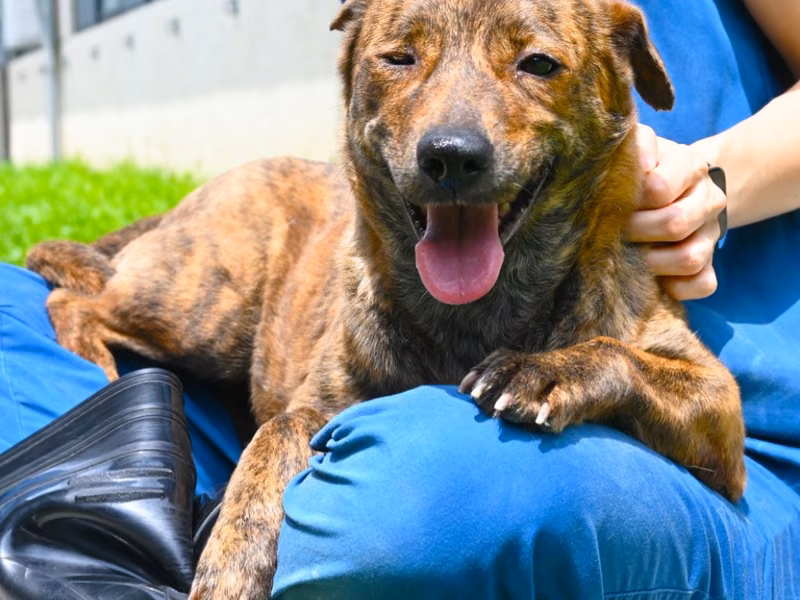 Tabby adult female mixed-breed dog, Medium, shelter no. …9010