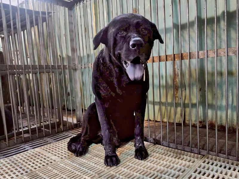 Black adult male mixed-breed dog, Medium, shelter no. …1201