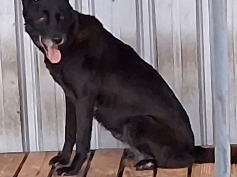 Black adult female mixed-breed dog, Large, shelter no. …011D