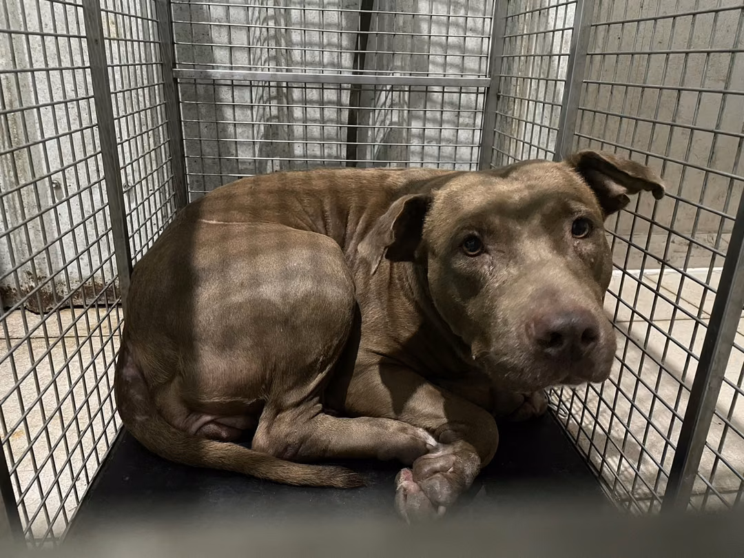 Brown adult female mixed-breed dog, Large, shelter no. …6005