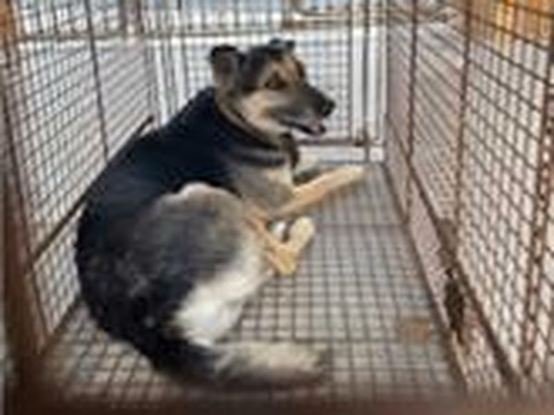 Black-and-tan adult male mixed-breed dog, Large, shelter no. …9008