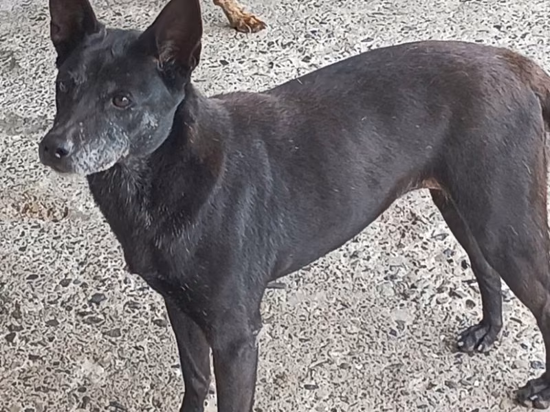 Black adult female mixed-breed dog, Large, shelter no. …007D
