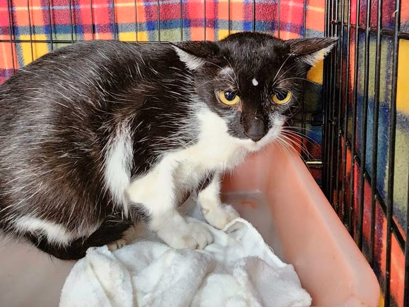 Black-and-white adult female mixed-breed cat, Medium, shelter no. …0506