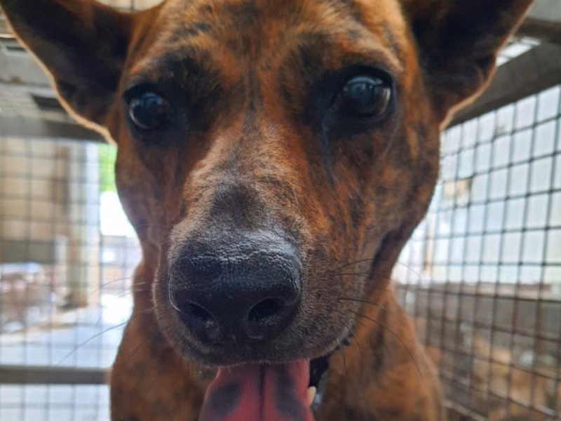 Tabby adult female mixed-breed dog, Medium, shelter no. …5-03