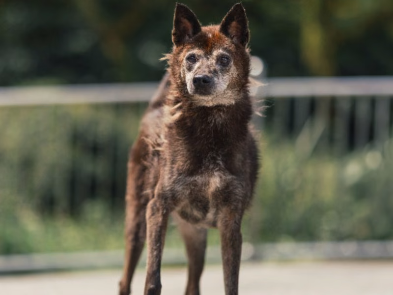 Brown adult male mixed-breed dog, Medium, shelter no. …0502