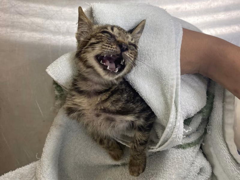 Young male mixed-breed cat, Small, shelter no. …1C09