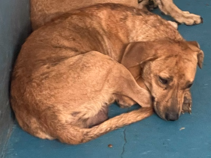 Brown adult female mixed-breed dog, Large, shelter no. …0008
