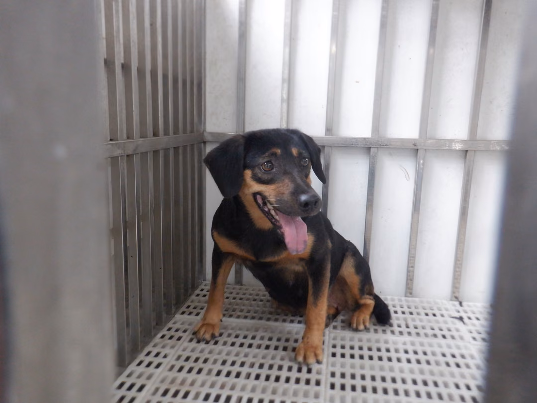 Black-and-tan adult female mixed-breed dog, Medium, shelter no. …8844