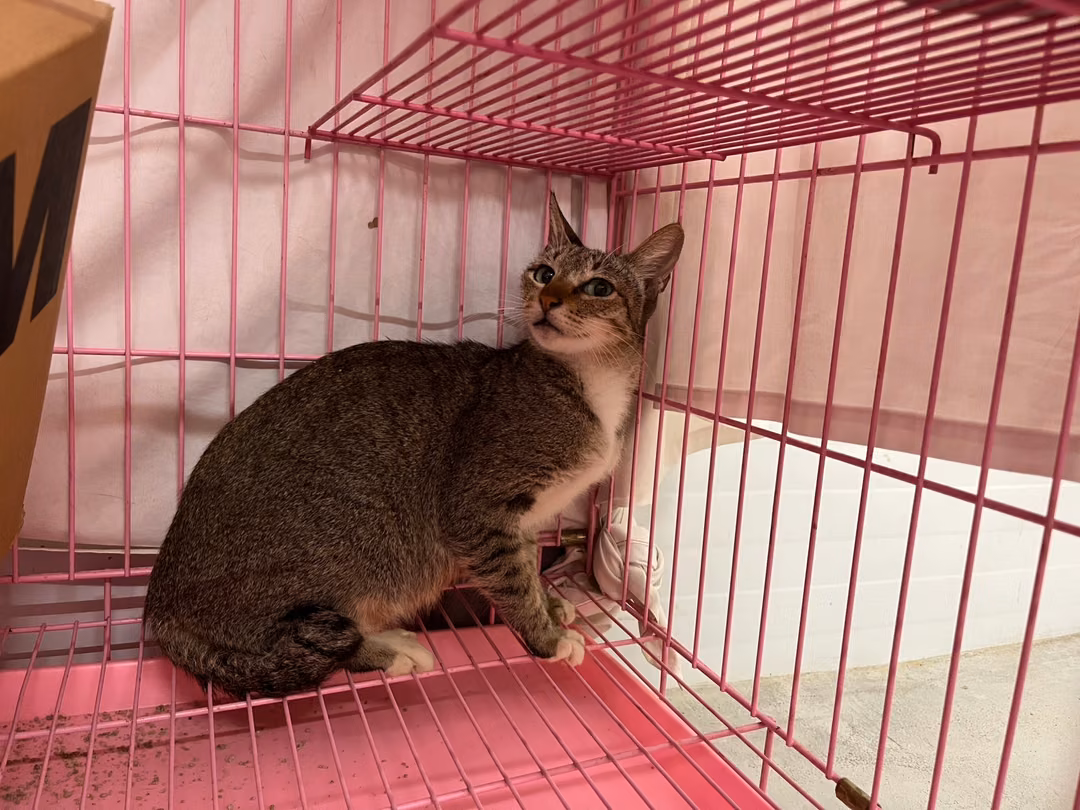 Tabby adult female mixed-breed cat, Medium, shelter no. …1407