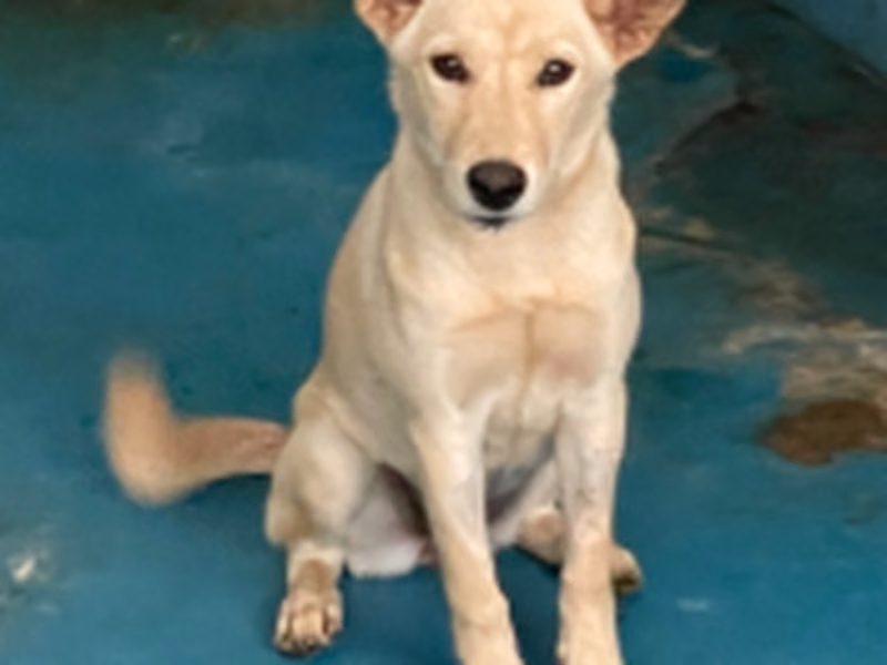 Cream adult female mixed-breed dog, Large, shelter no. …3001