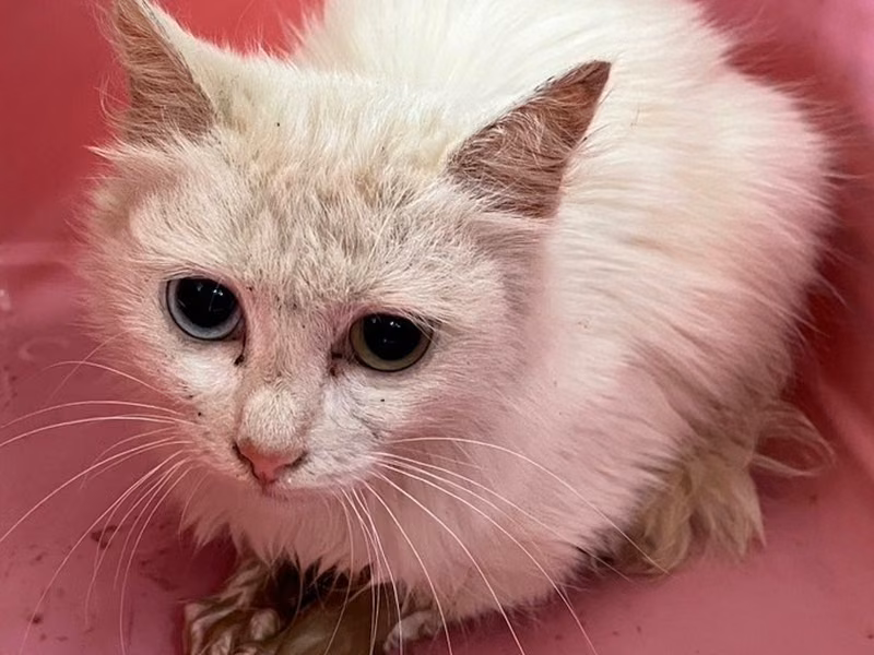 Chatte croisée femelle jeune (blanc), Petit, refuge n° …6005