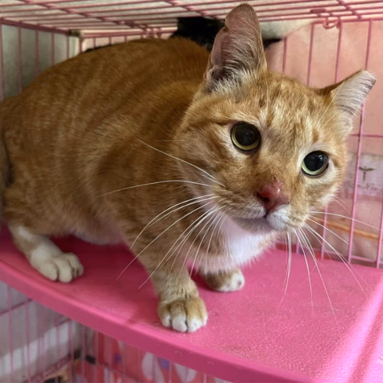 Orange-and-white adult male mixed-breed cat, Medium, shelter no. …2003