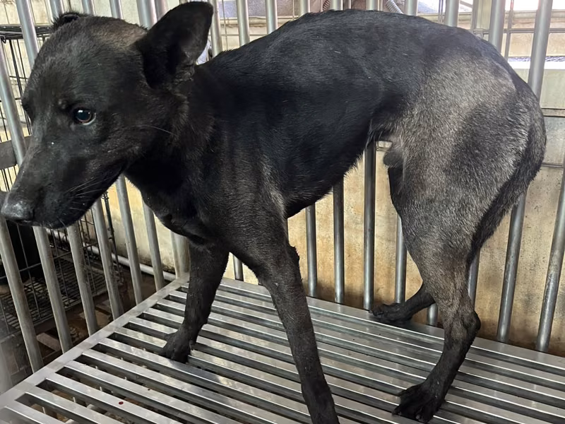 Black adult male mixed-breed dog, Medium, shelter no. …1004