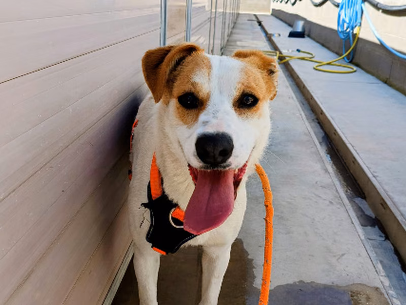 Cordelera, Adult · Female · Mixed breed