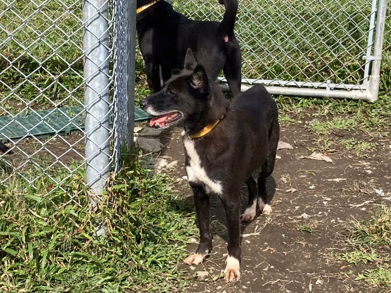 Black-and-white young male mixed-breed dog, Small, shelter no. …2203