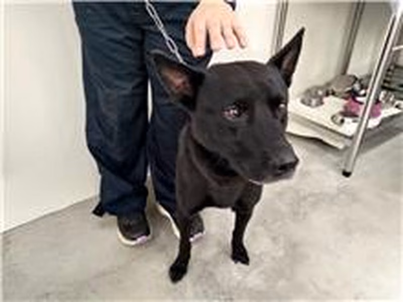 Black adult male mixed-breed dog, Medium, shelter no. …1201