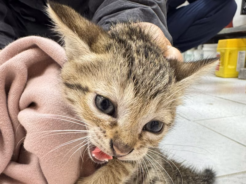 Tabby young female mixed-breed cat, Small, shelter no. …1004
