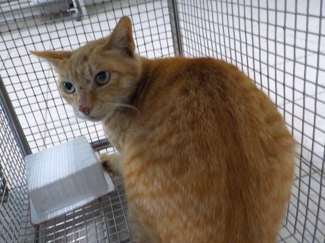 Orange adult female mixed-breed cat, Small, shelter no. …23C1