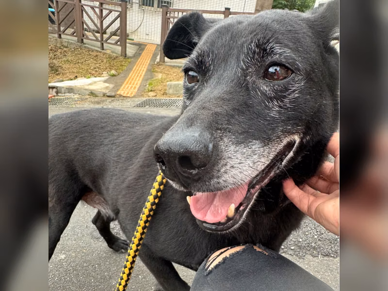 Black adult male mixed-breed dog, Medium, shelter no. …2001