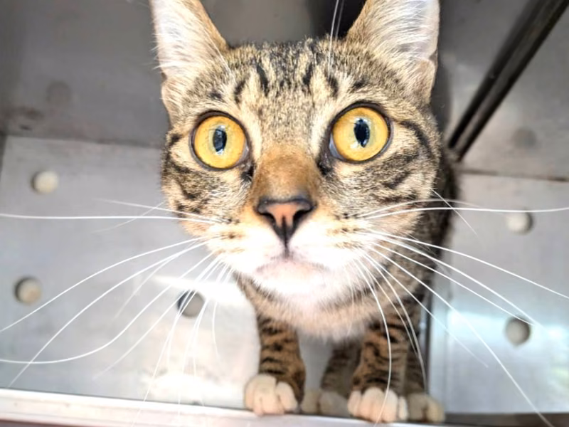 Tabby-and-white adult female mixed-breed cat, Medium, shelter no. …2003