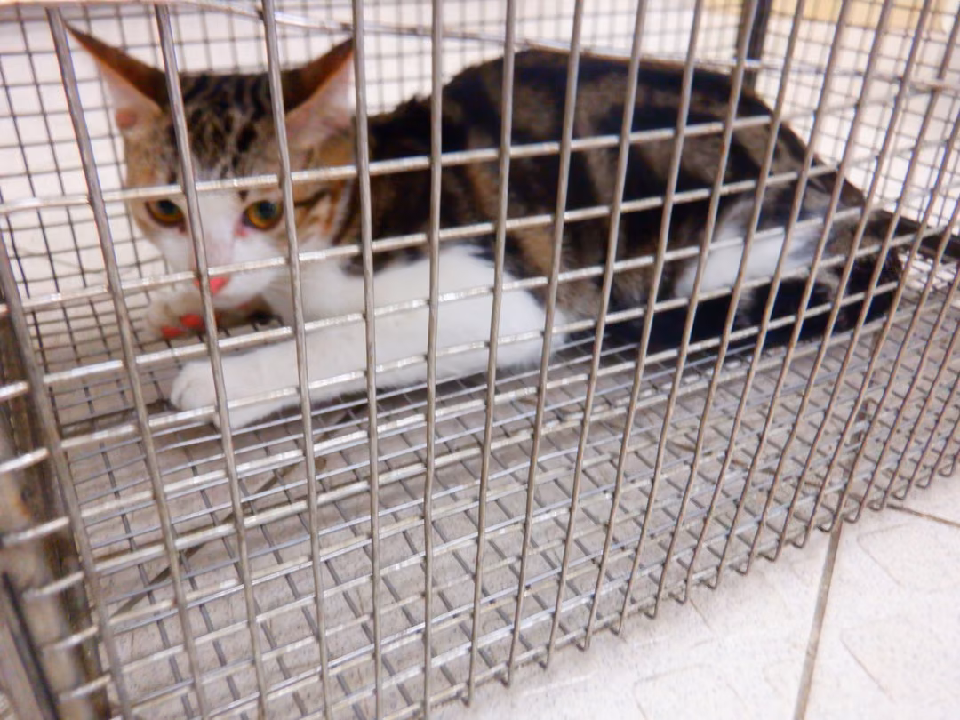 Tabby-and-white adult female mixed-breed cat, Small, shelter no. …02C5