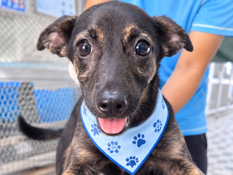 Black-and-brown young female mixed-breed dog, Medium, shelter no. …7002
