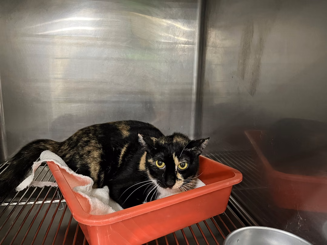 Calico adult female mixed-breed cat, Medium, shelter no. …2003