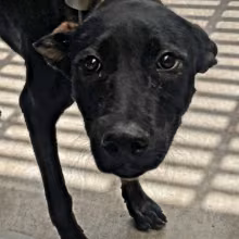 Black adult male mixed-breed dog, Large, shelter no. …3002
