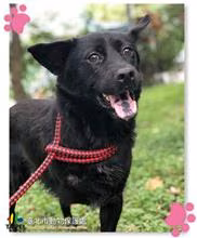 Black adult male mixed-breed dog, Medium, shelter no. …1404
