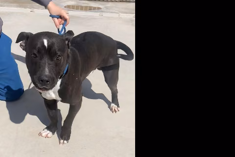 Delaware, Adult · Male · Medium · American Staffordshire Terrier