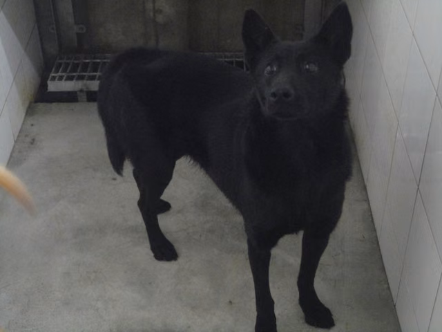 Black adult female mixed-breed dog, Medium, shelter no. …0804