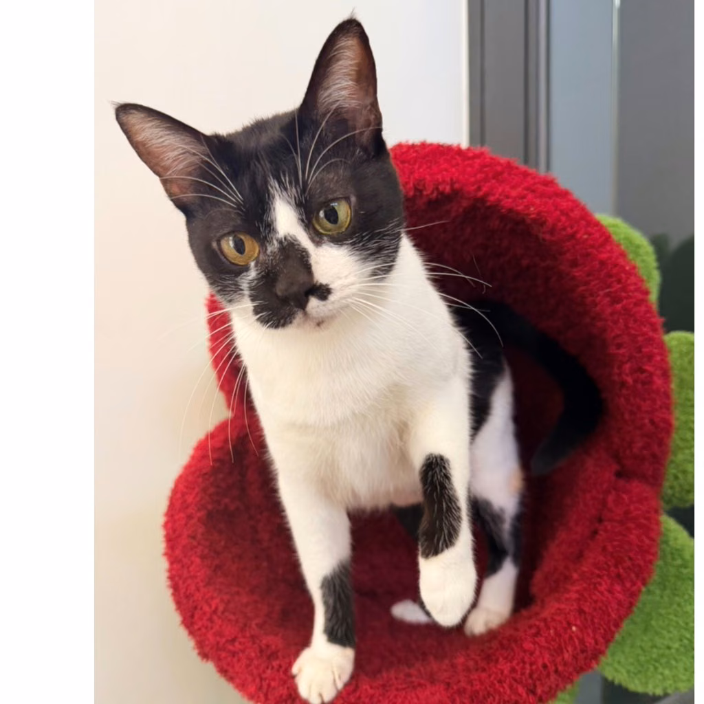 Black-and-white adult female mixed-breed cat, Small, shelter no. …8003