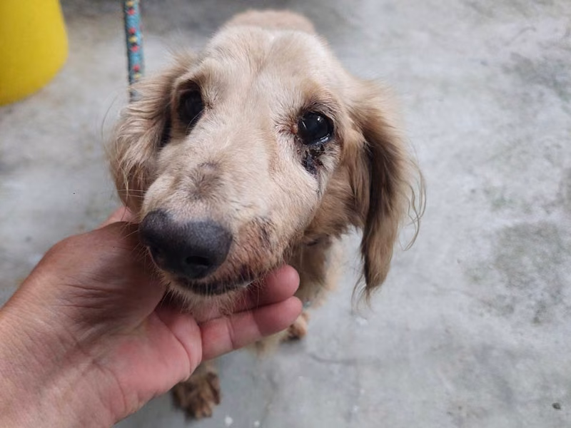 Tan adult male Long haired dachshund, Medium, shelter no. …6002