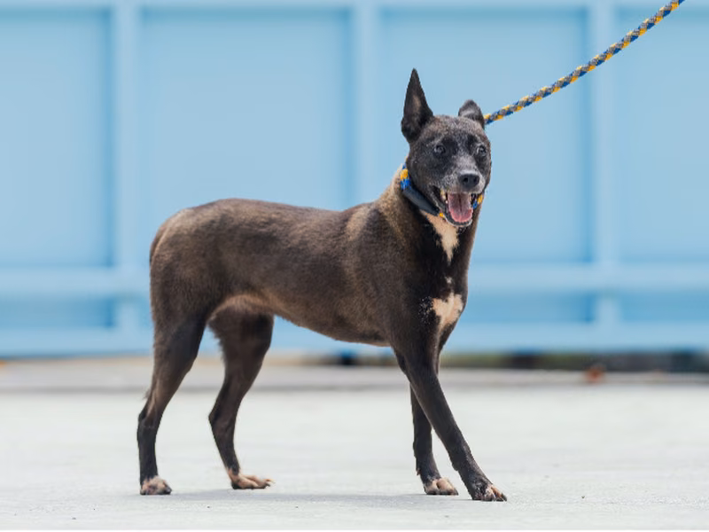 Black adult female mixed-breed dog, Small, shelter no. …2004