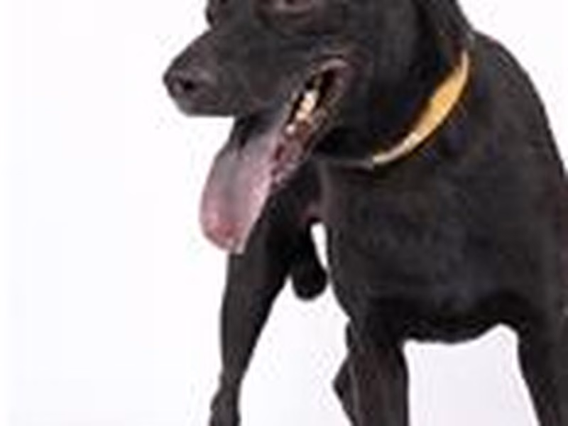 Black adult male mixed-breed dog, Medium, shelter no. …0802