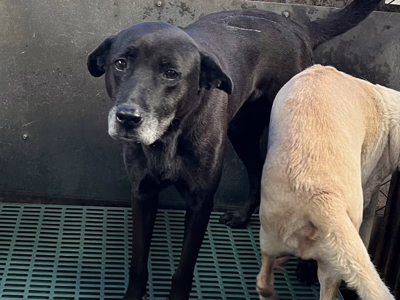 Black adult male mixed-breed dog, Medium, shelter no. …3009