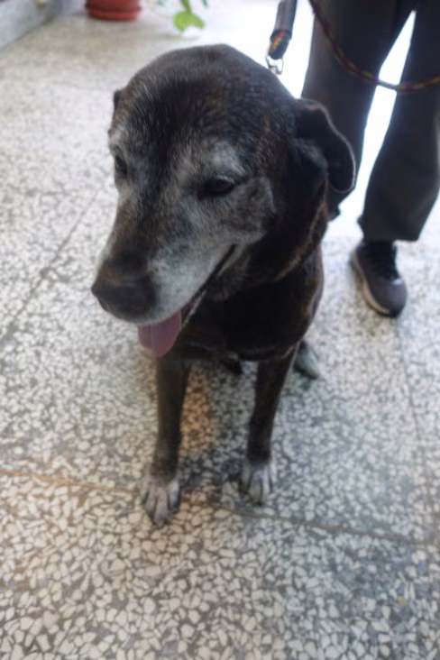 Black adult male mixed-breed dog, Large, shelter no. …0415