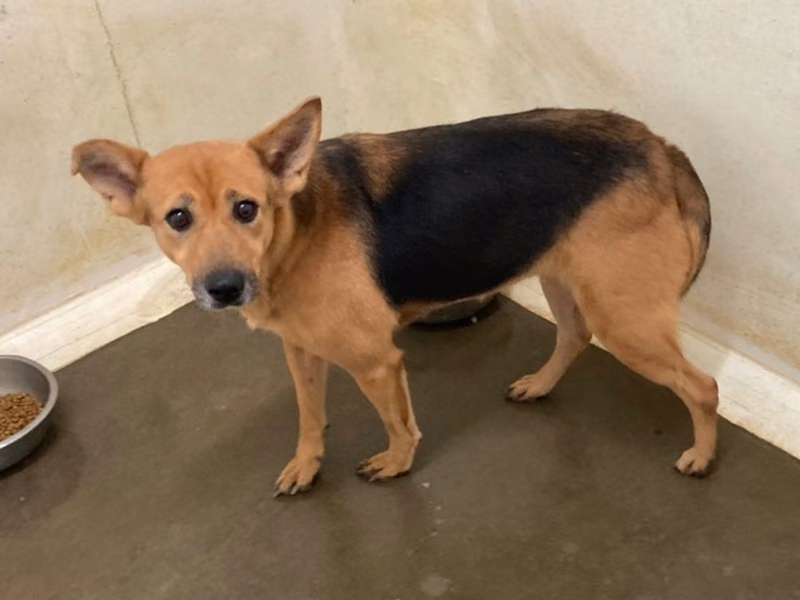 Black-and-brown adult female mixed-breed dog, Medium, shelter no. …3003
