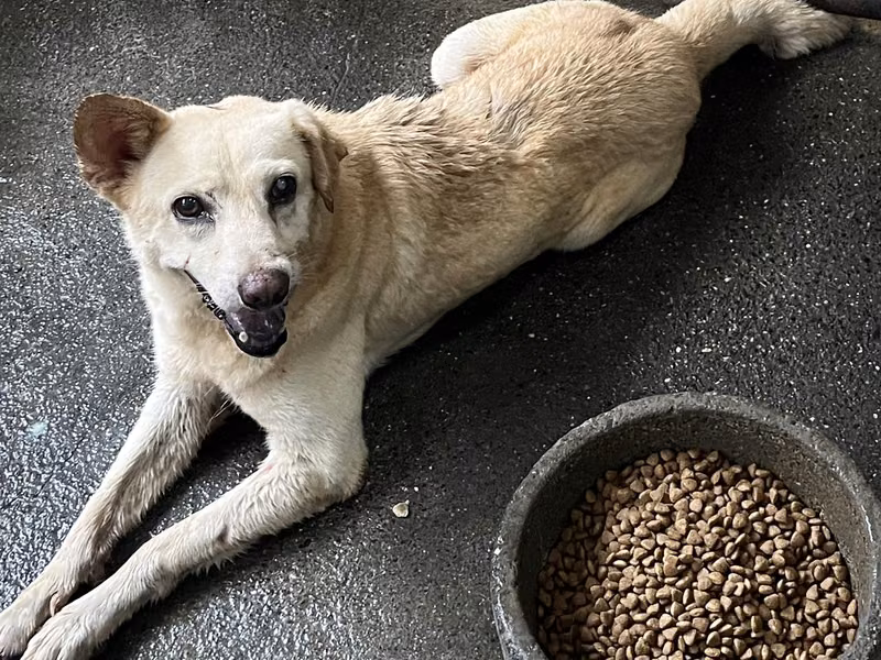 Tan-and-white adult male mixed-breed dog, Medium, shelter no. …4010