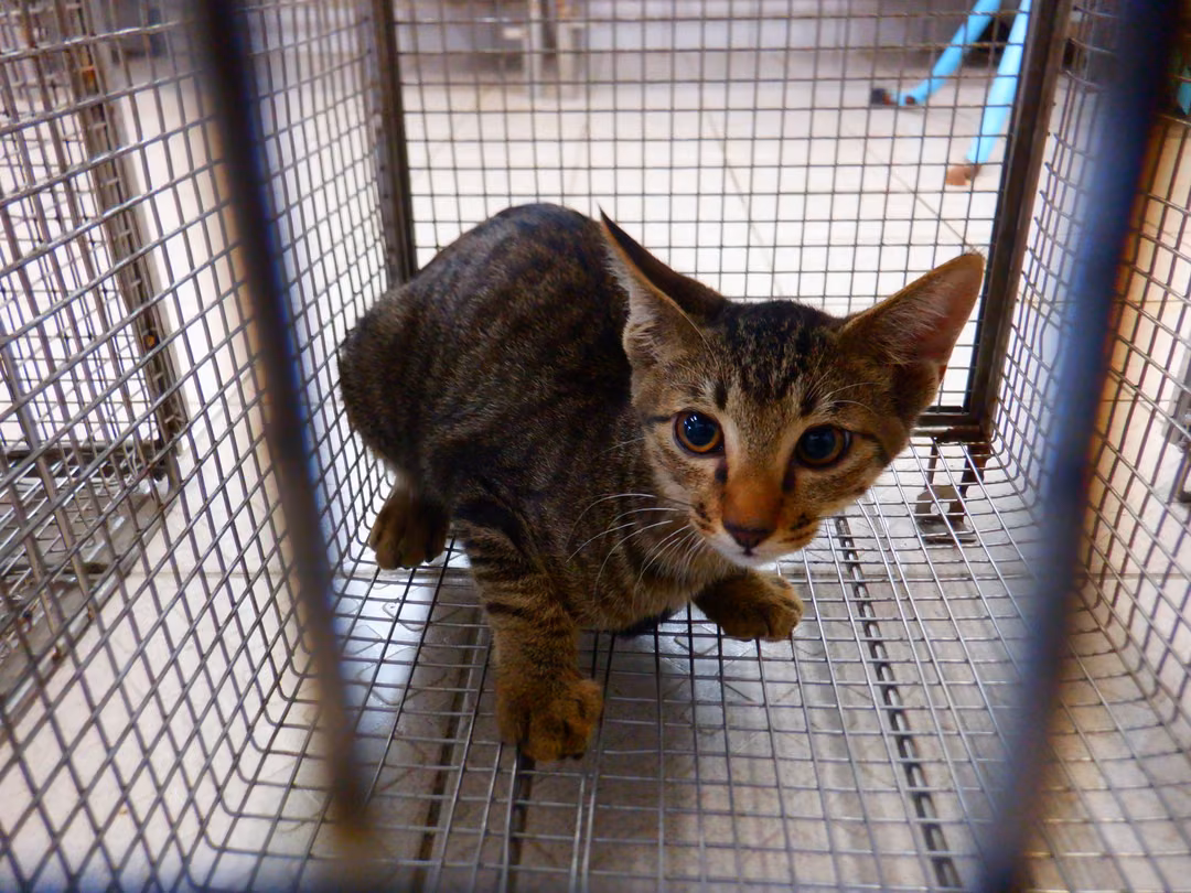 Tabby adult male mixed-breed cat, Small, shelter no. …12C3