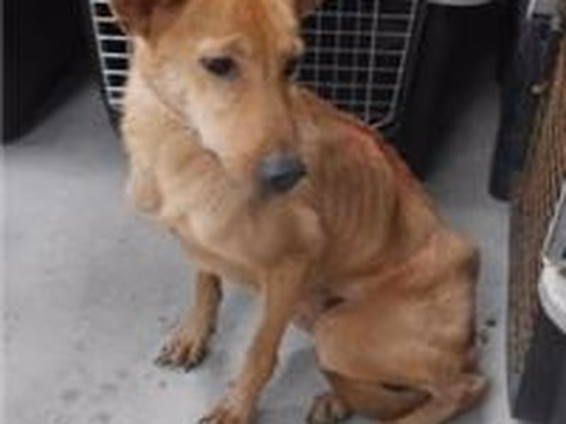Tan adult female mixed-breed dog, Medium, shelter no. …1304