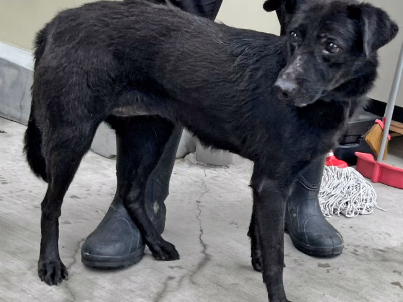 Black adult female mixed-breed dog, Medium, shelter no. …3013
