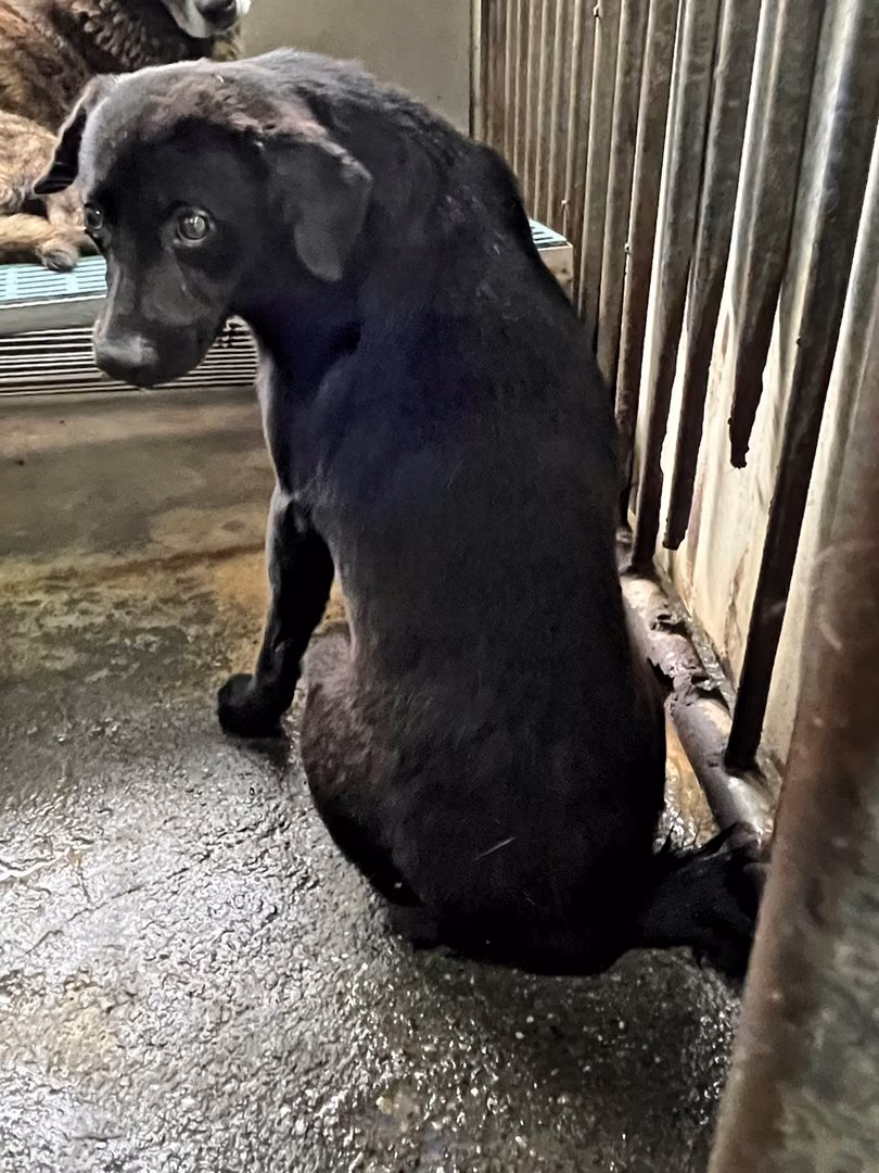 Black adult male mixed-breed dog, Medium, shelter no. …6005
