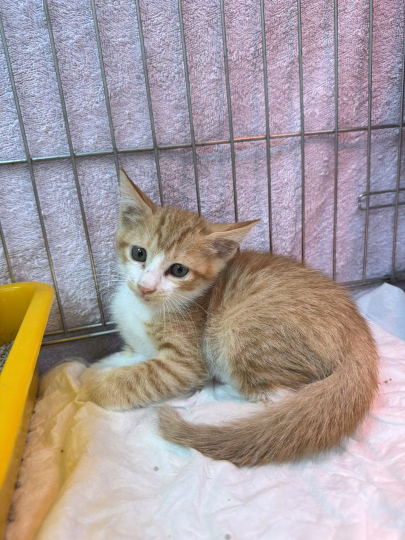 Orange tabby young male mixed-breed cat, Small, shelter no. …9001