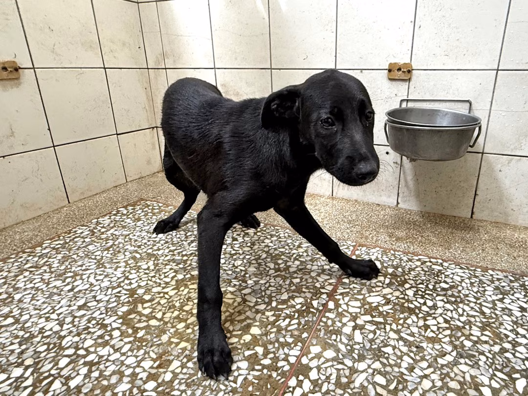 Black adult female mixed-breed dog, Medium, shelter no. …8A25
