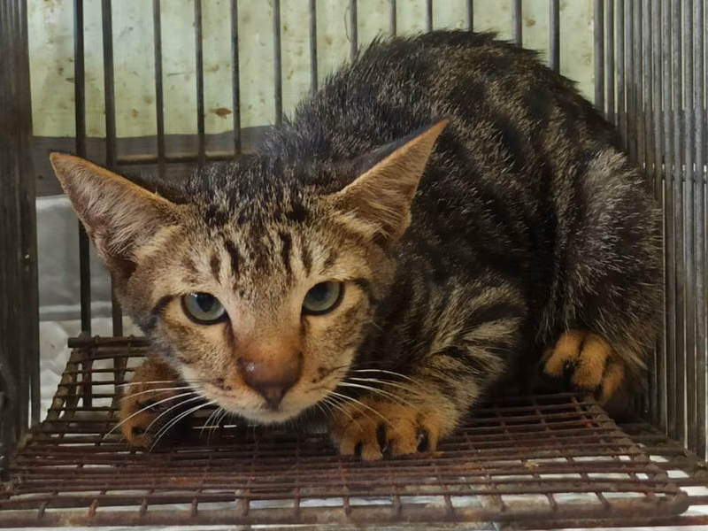 Pusang halo ang lahi (Lalaki, Bata), Maliit, blg. ng shelter …0C02