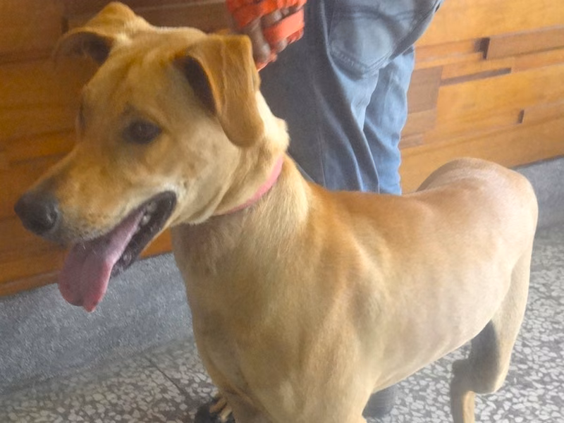 Tan adult male mixed-breed dog, Large, shelter no. …1265