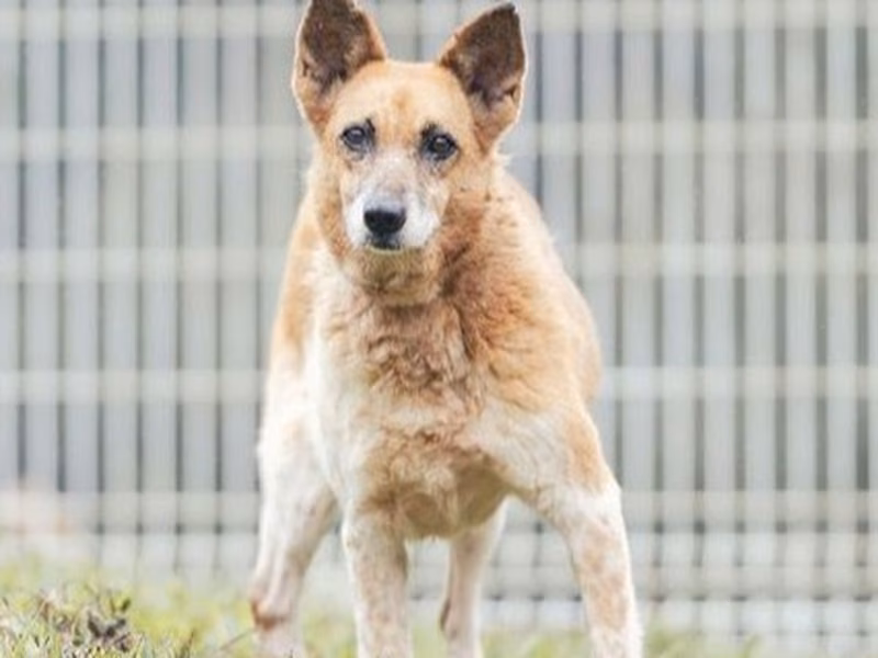 Tan-and-white female mixed-breed dog, Medium, shelter no. …0005